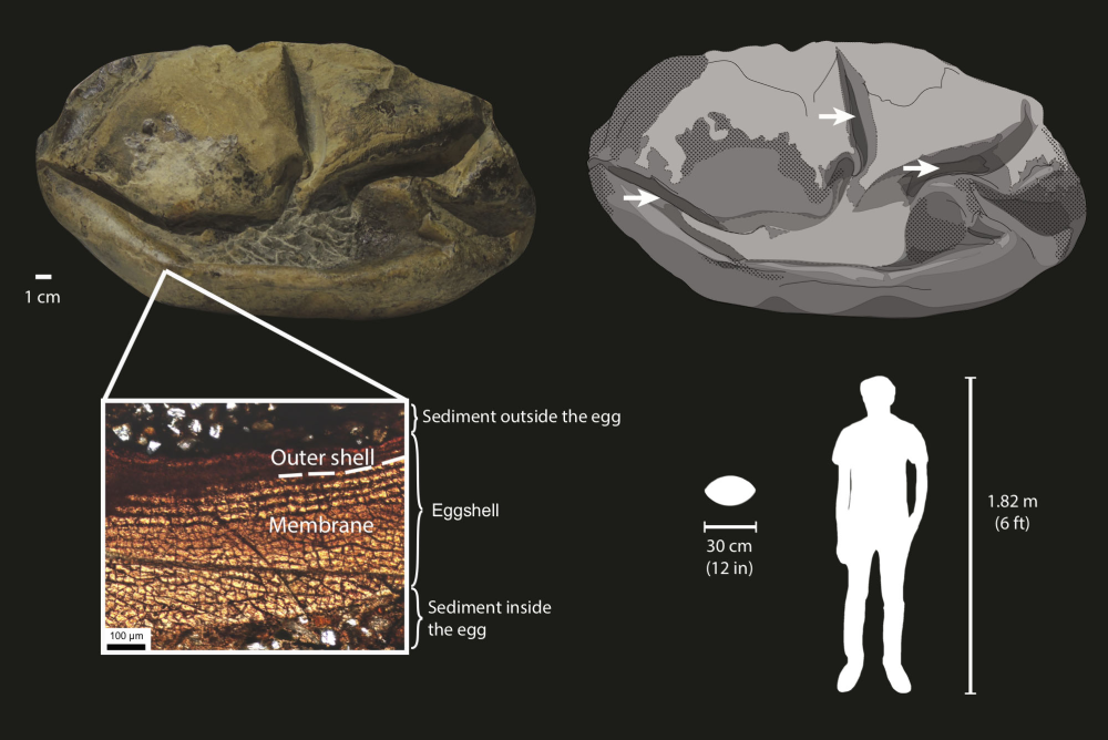 A diagram showing the fossil egg, its parts and relative size. The giant egg has a soft shell. This is shown in dark gray in the drawing, with arrows pointing to its folds and surrounding sediment shown as light gray. The cross section (lower left insert) shows that the egg consists mostly of a soft membrane surrounded by a very thin outer shell. Silhouettes on the lower right show the size of the egg relative to an adult human. A diagram showing the fossil egg, its parts and relative size. The giant egg has a soft shell. This is shown in dark gray in the drawing, with arrows pointing to its folds and surrounding sediment shown as light gray. The cross section (lower left insert) shows that the egg consists mostly of a soft membrane surrounded by a very thin outer shell. Silhouettes on the lower right show the size of the egg relative to an adult human.
